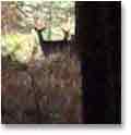 What raoms this dark forboding forest?